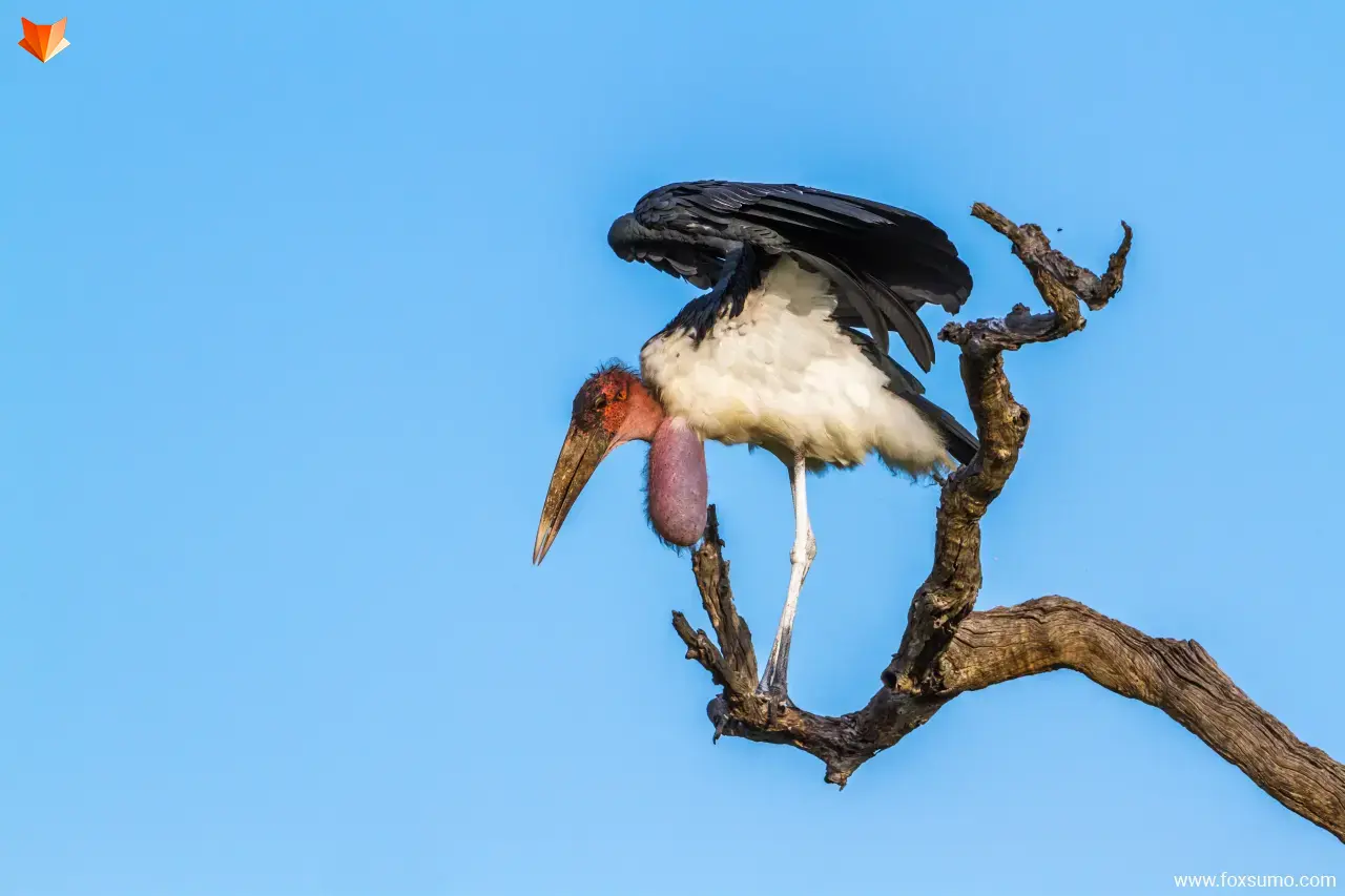 marabou stork Strange Birds