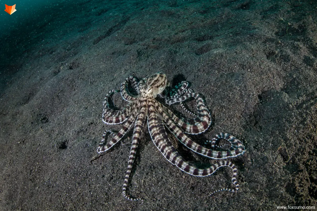 mimic octopus