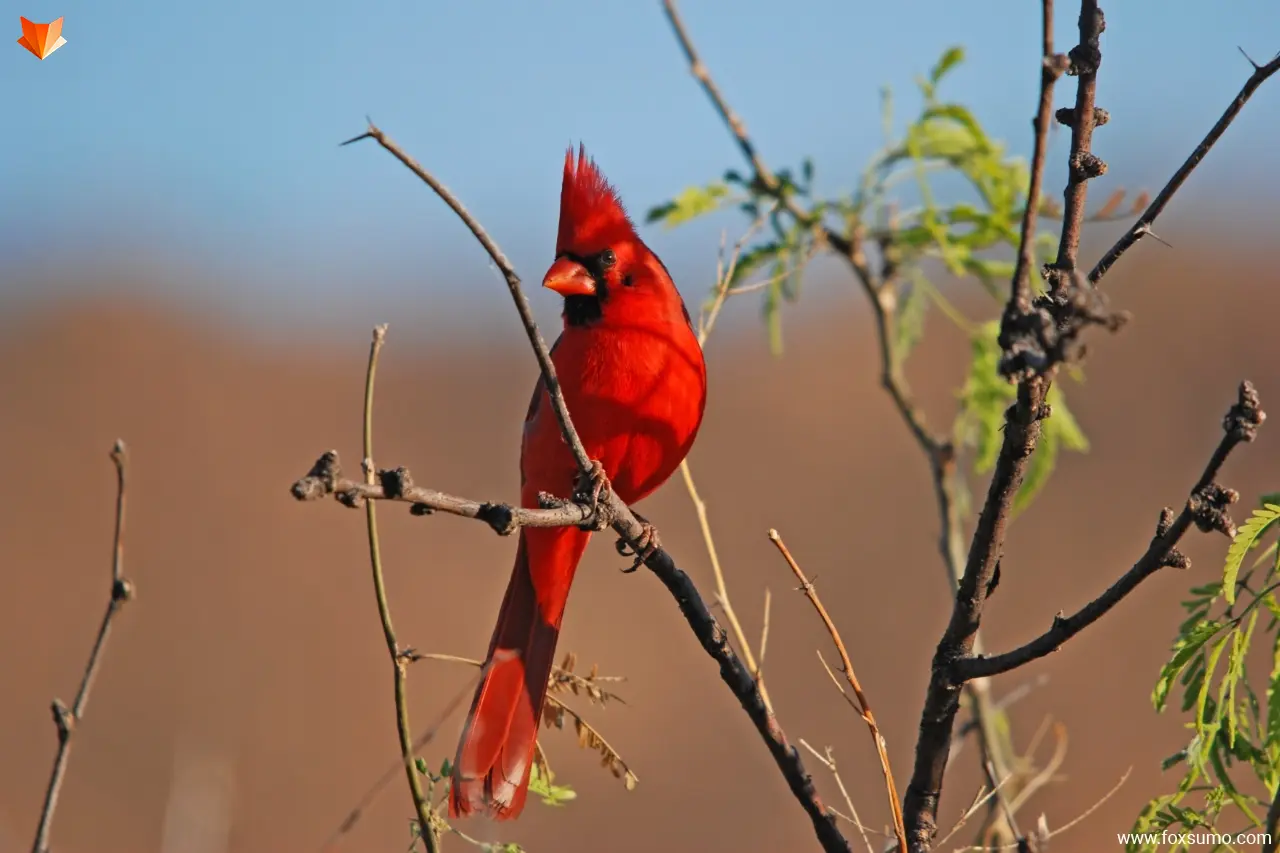 northern cardinal 1
