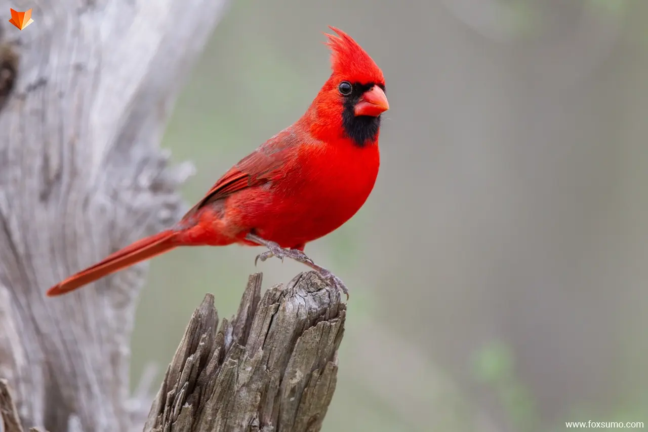 northern cardinal 3