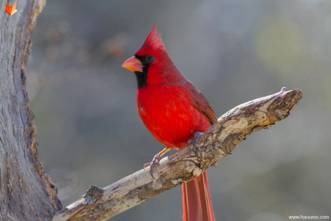 northern cardinal 4