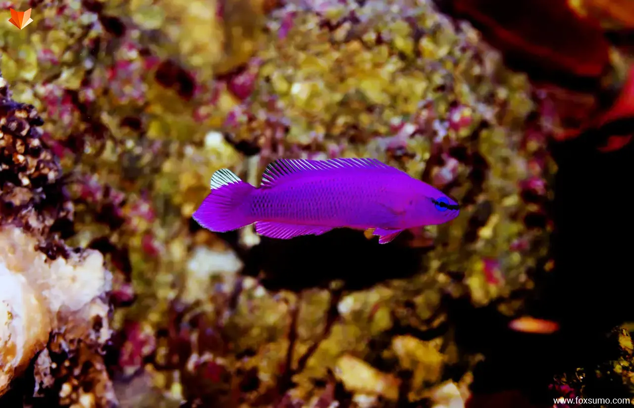 orchid dottyback purple animals