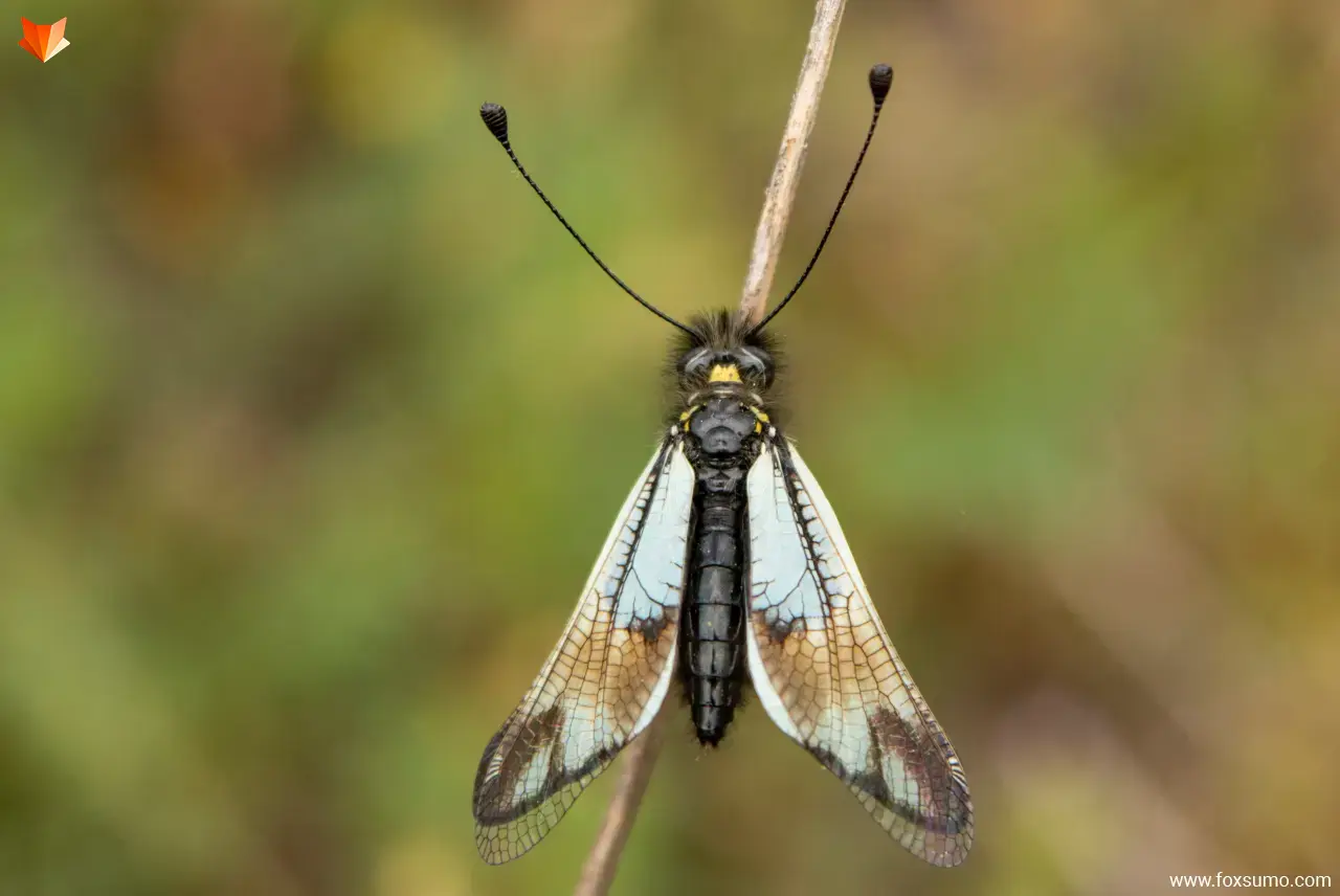 owlfly Weird Insects