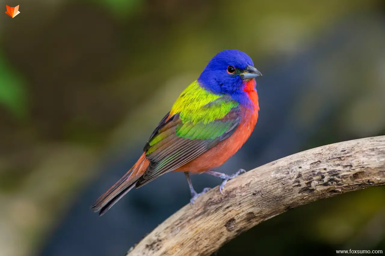 painted bunting colorful birds