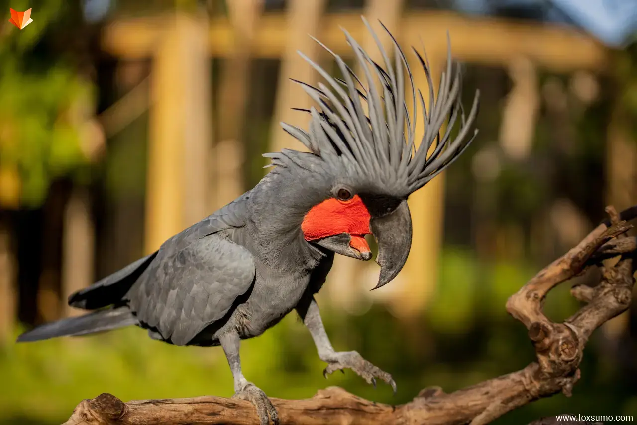 palm cockatoo Strange Birds