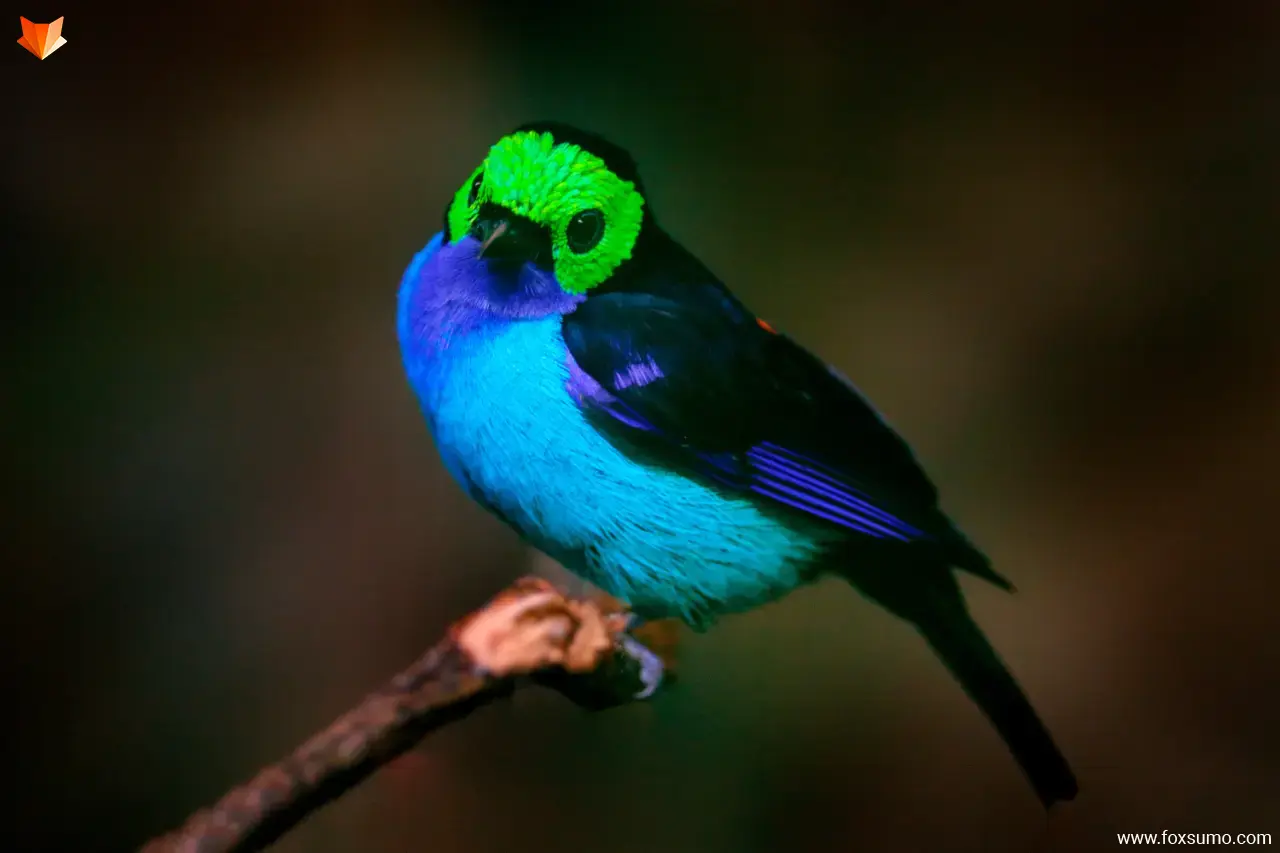 paradise tanager 1