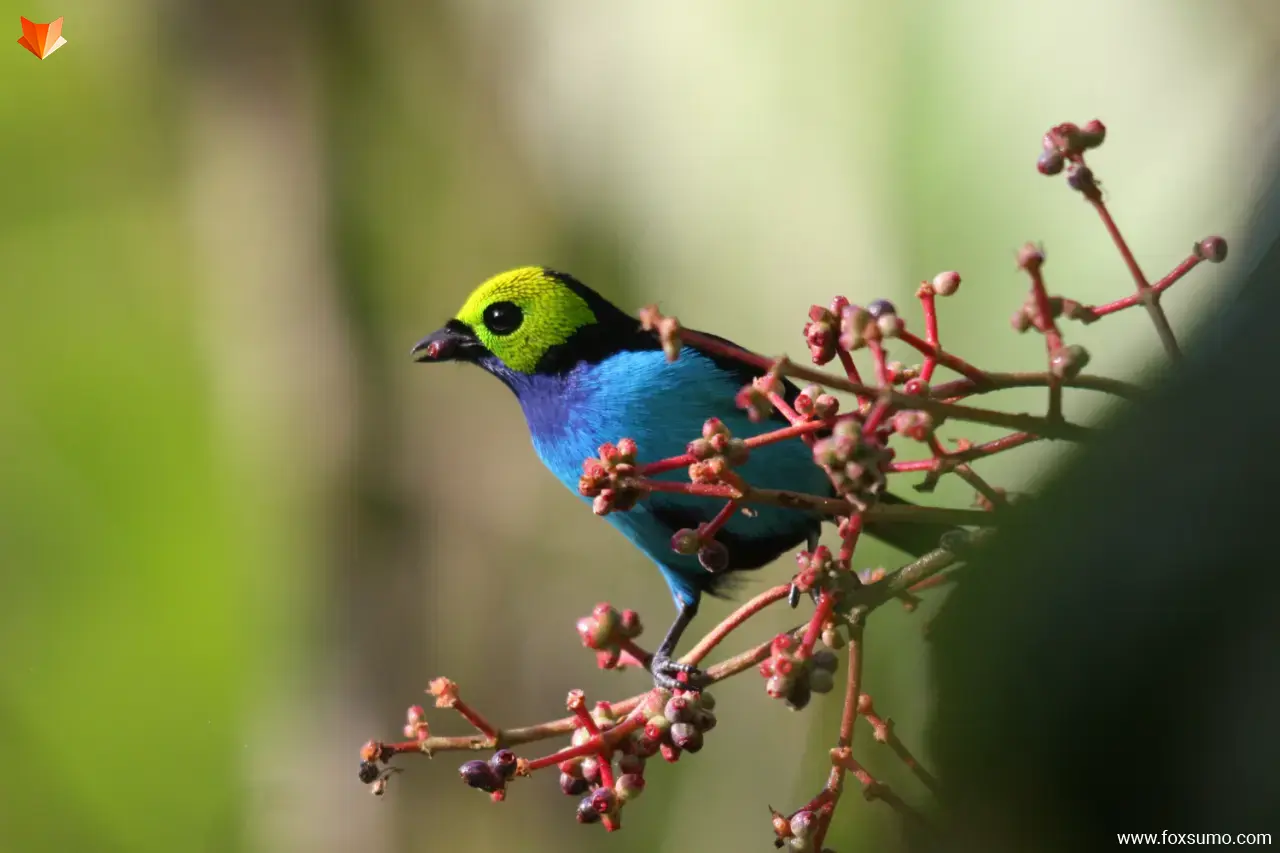 paradise tanager 2