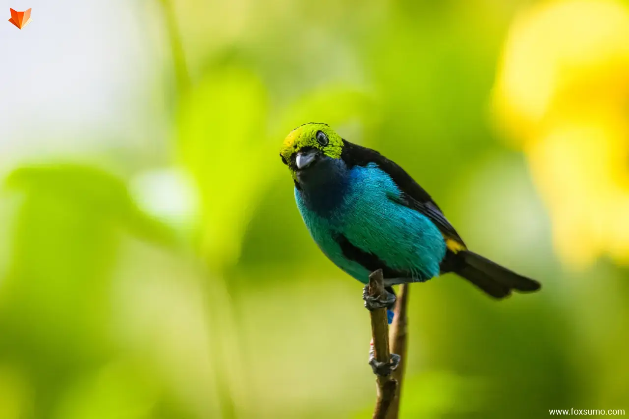 paradise tanager 3