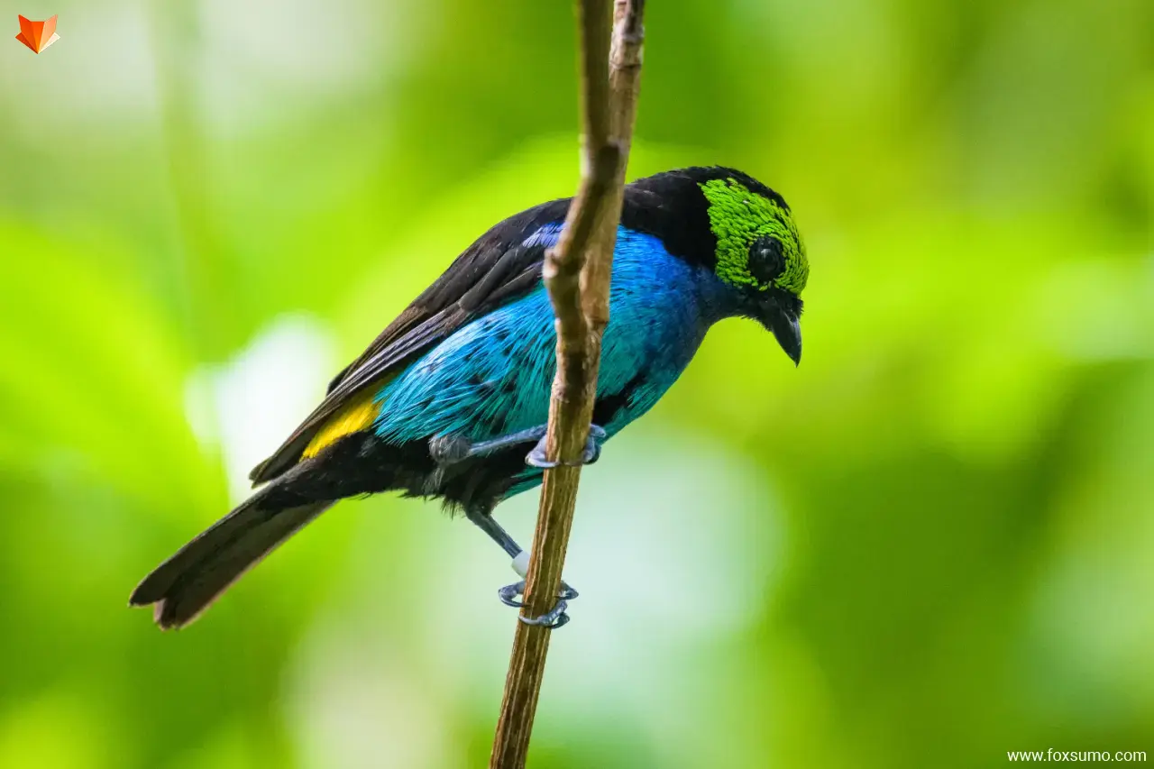 paradise tanager 4