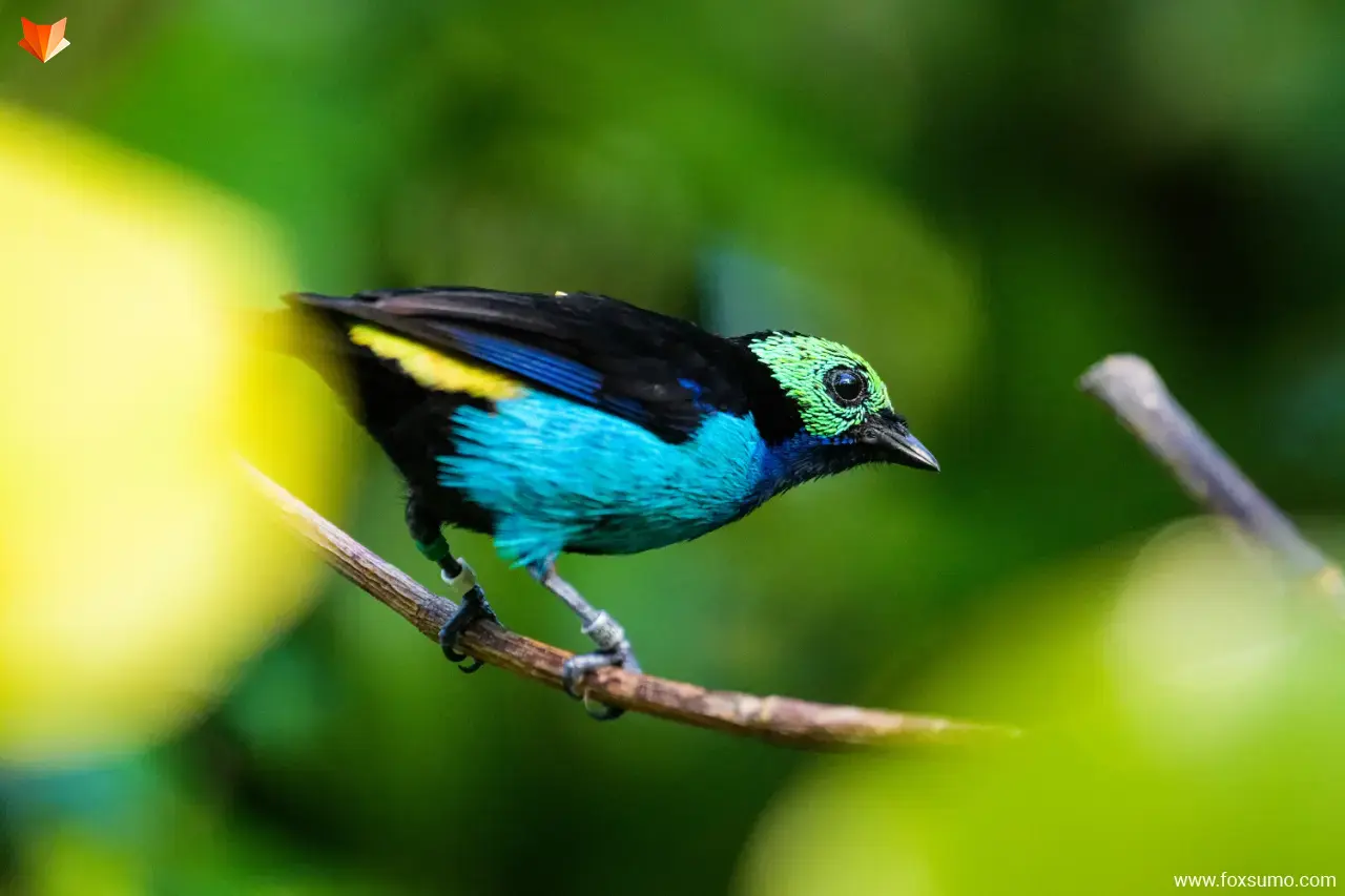 paradise tanager 5