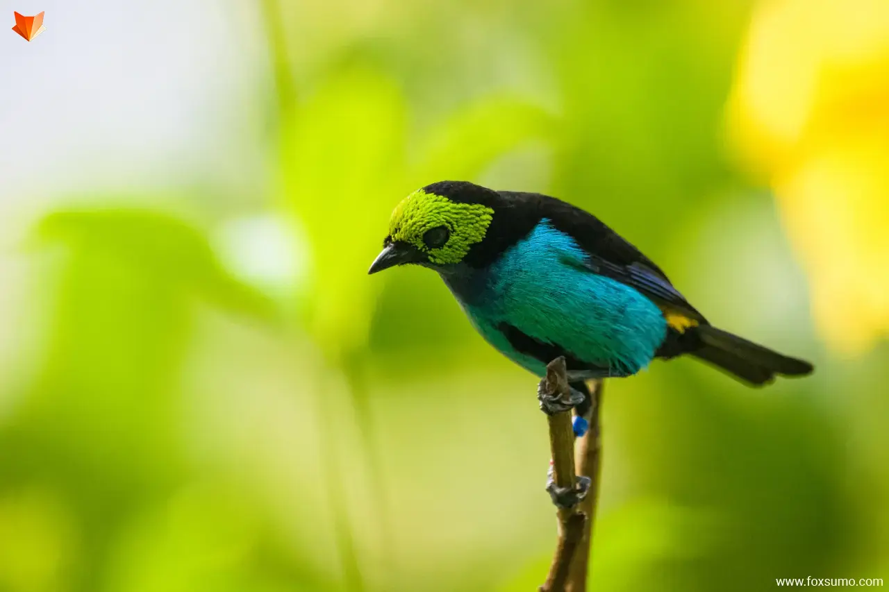 paradise tanager 6