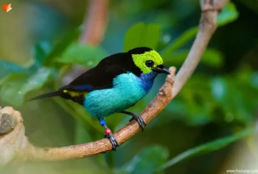 paradise tanager 7