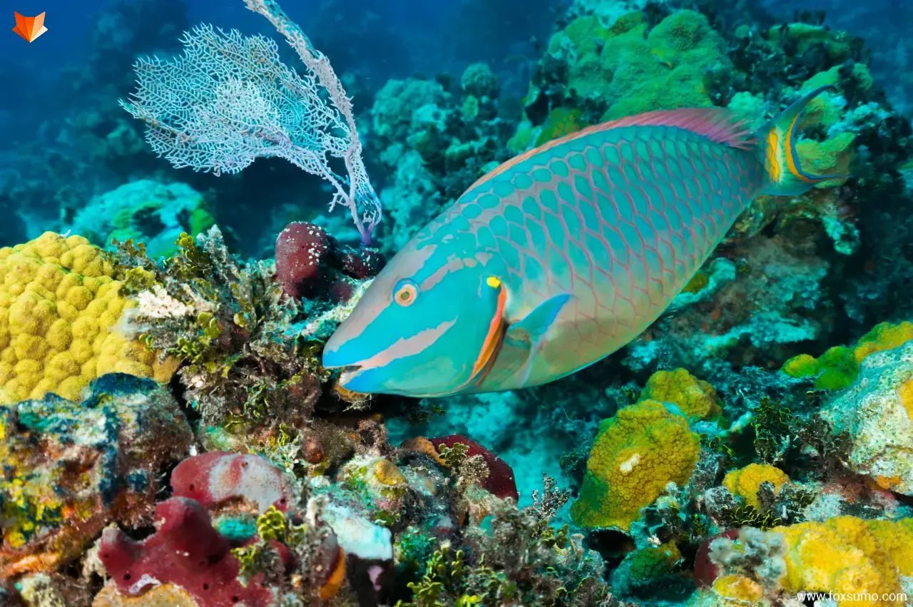 parrotfish 5