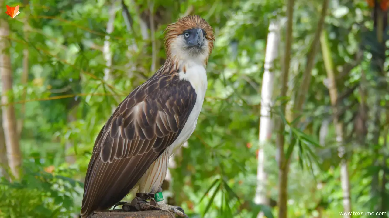 philippine eagle Largest Birds