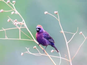 purple animals colorful birds