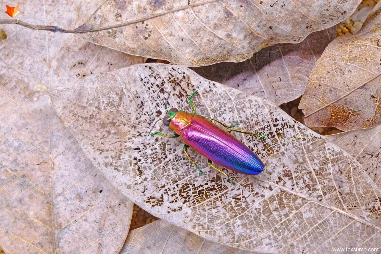 purple jewel beetle purple animals