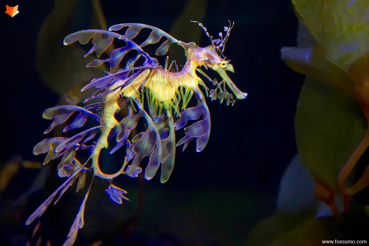 purple leafy seadragon
