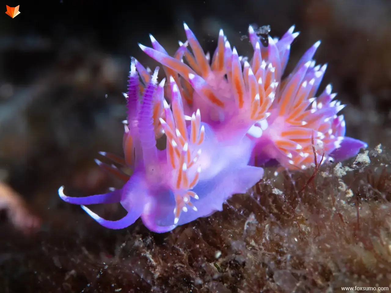 purple sea slug purple animals