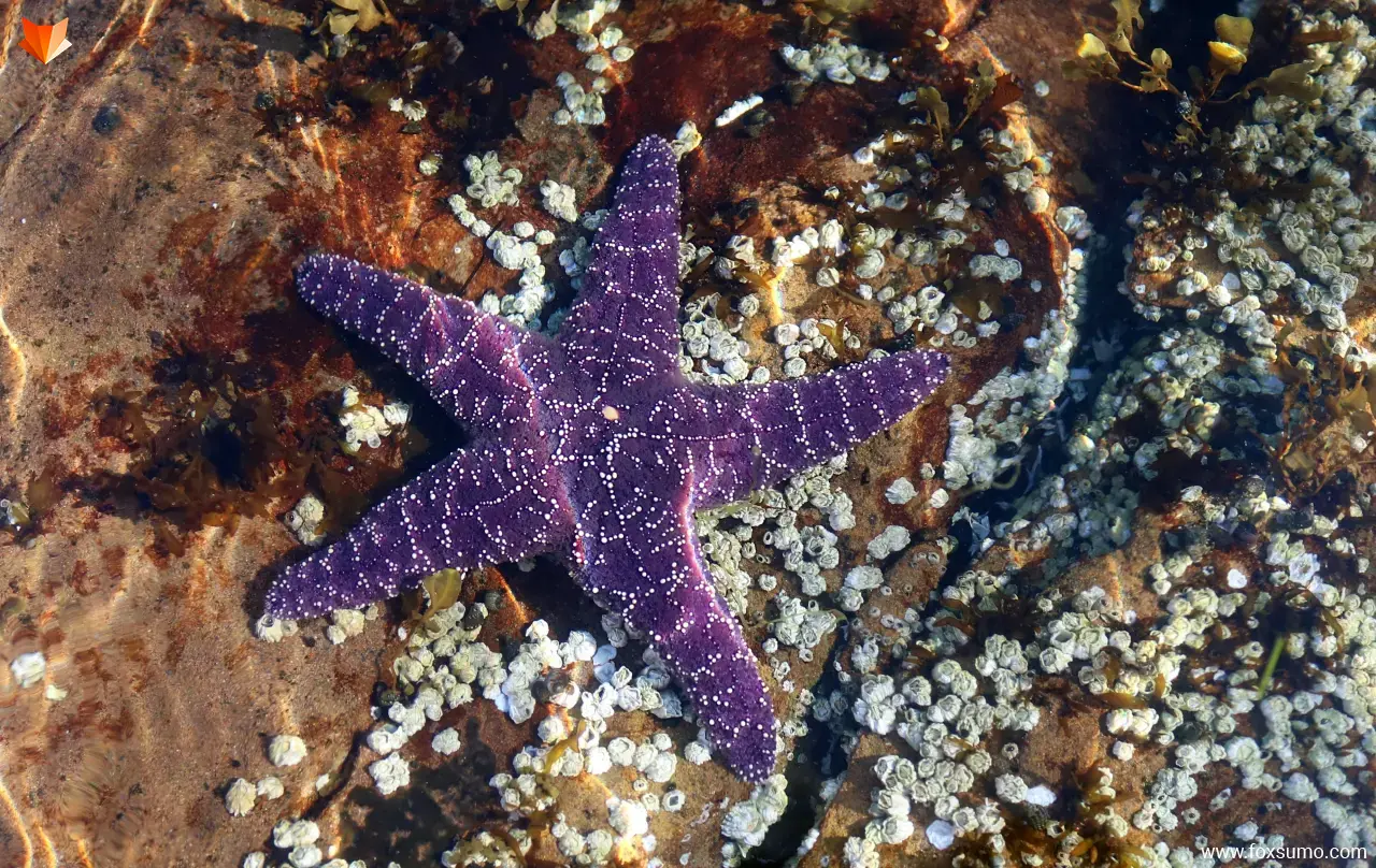 purple sea star purple animals