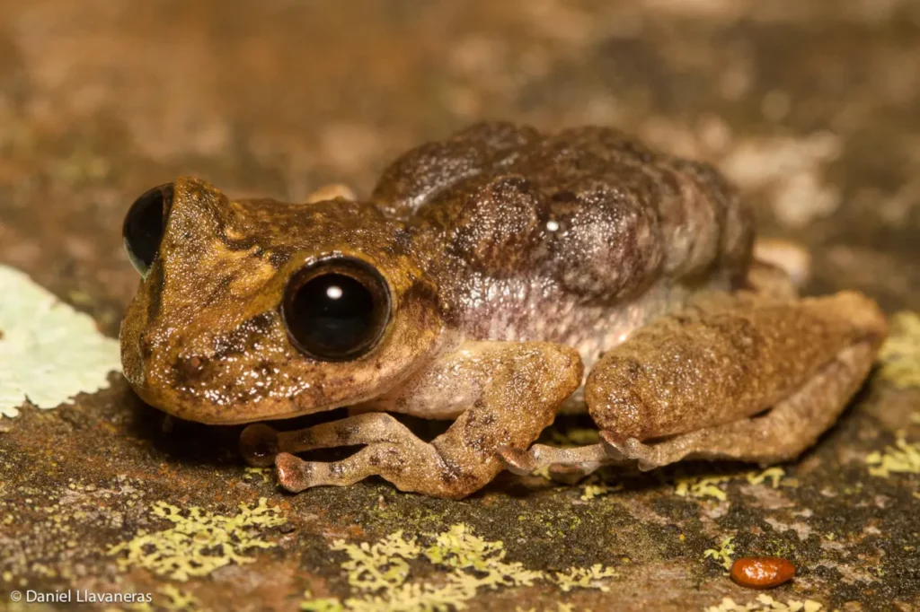 pygmy marsupial frog Ugly Frogs