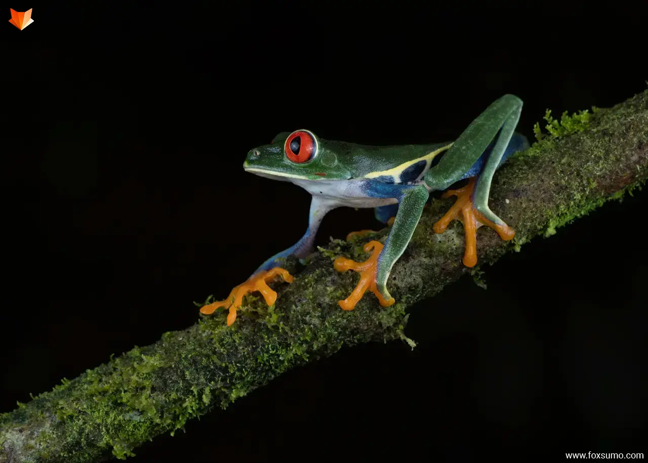 red eyed leaf frog Weird Frogs