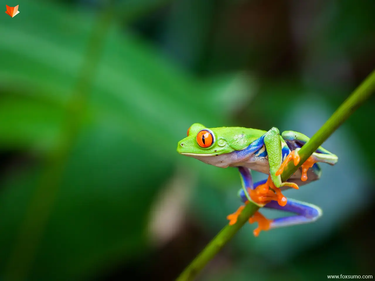 red eyed tree frog Green Animals