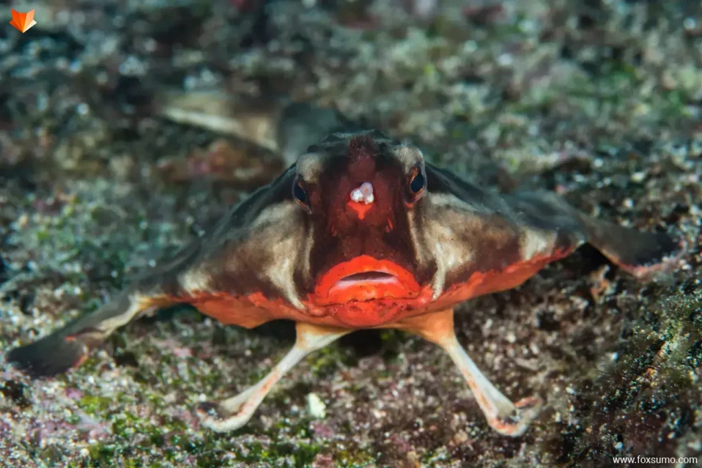 red lipped batfish 3