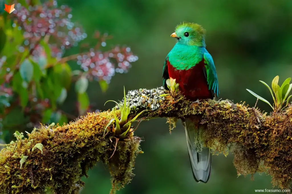 resplendent quetzal 1
