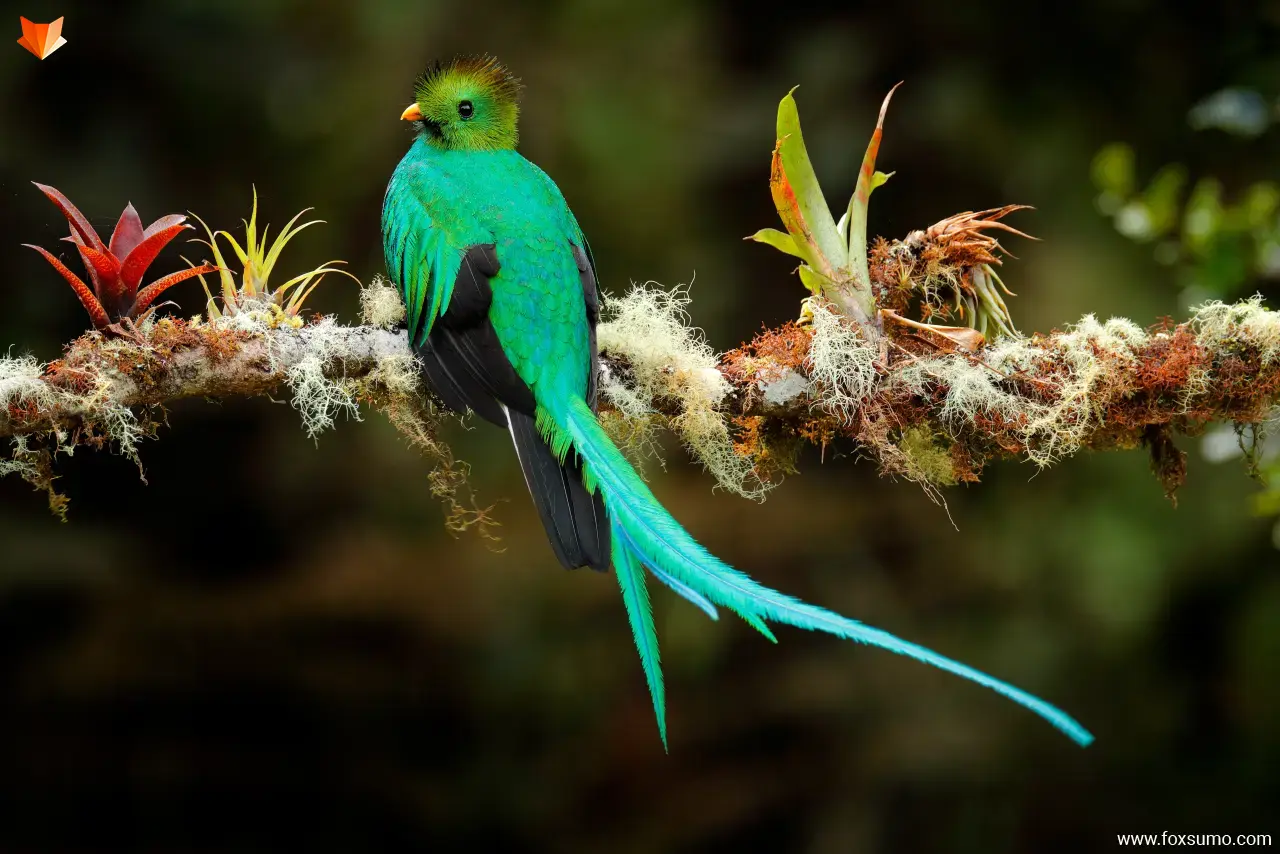 resplendent quetzal 2