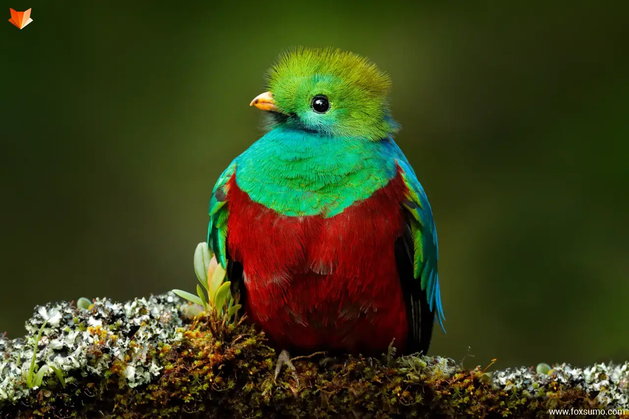 resplendent quetzal 4