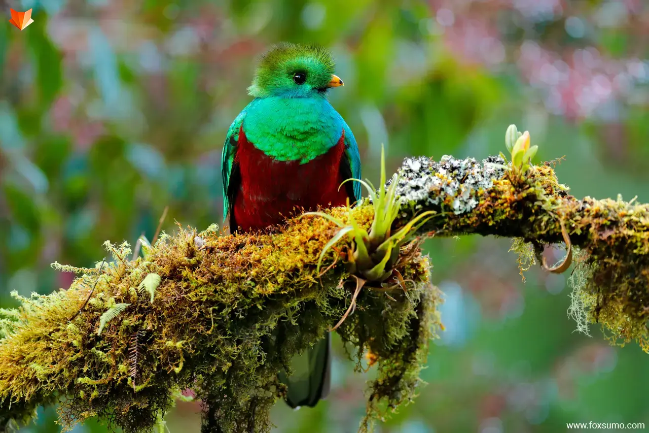 resplendent quetzal 6