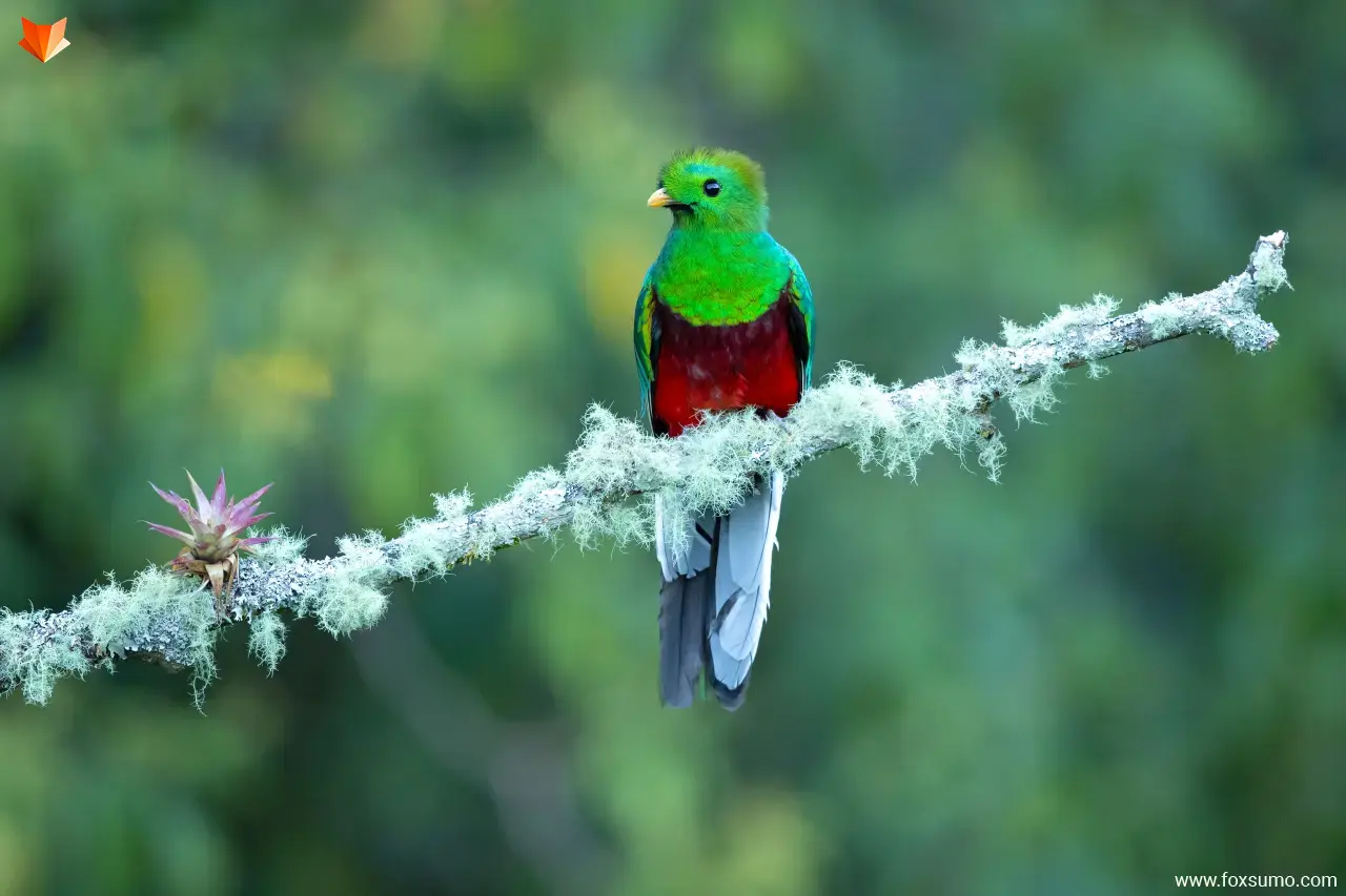 resplendent quetzal 7