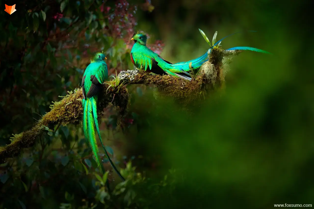 resplendent quetzal 8