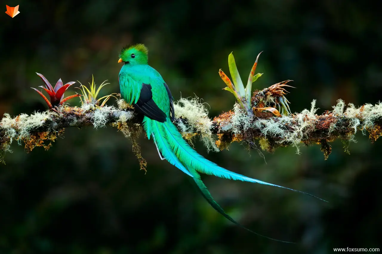 resplendent quetzal 9