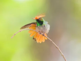 rufous crested coquette 5 Ugly Animals