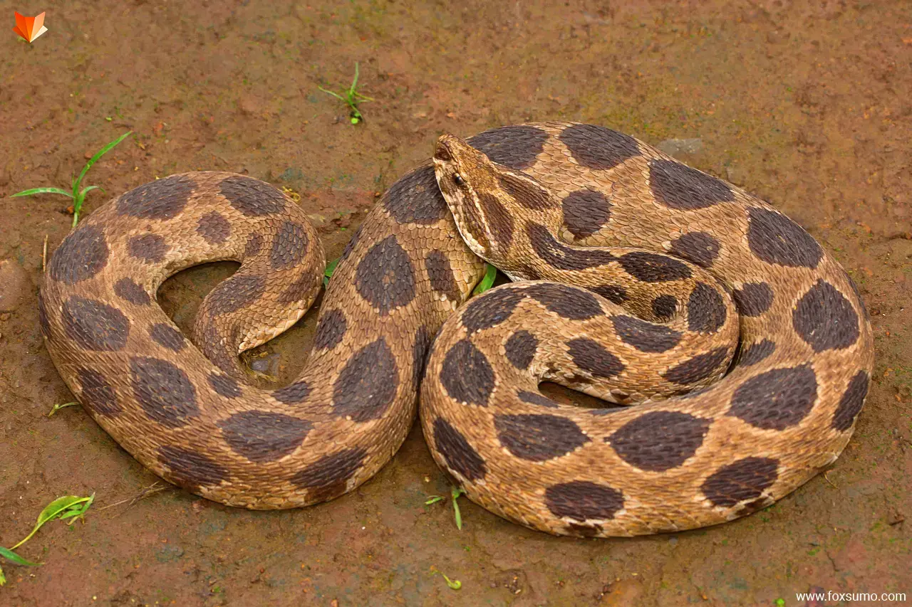 russells viper Cool Snakes