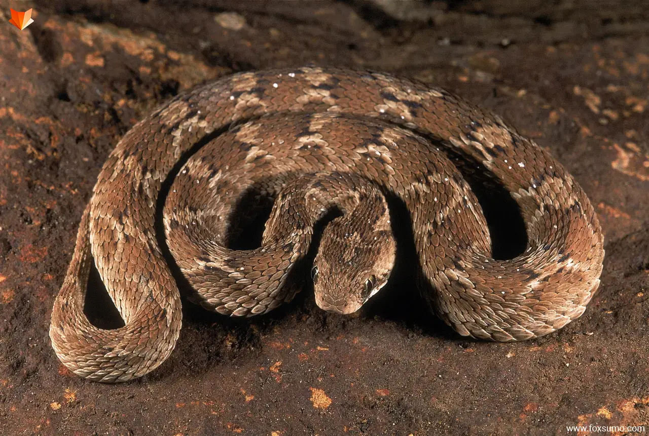 saw scaled viper Cool Snakes