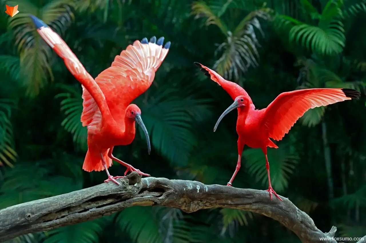 scarlet ibis Strange Birds