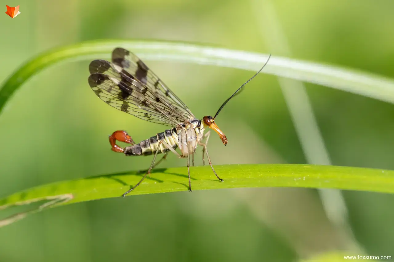 scorpionfly Weird Insects