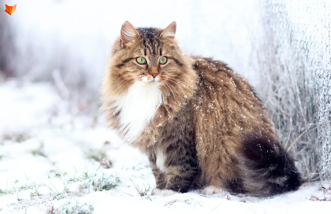 siberian cat fluffy cat breeds