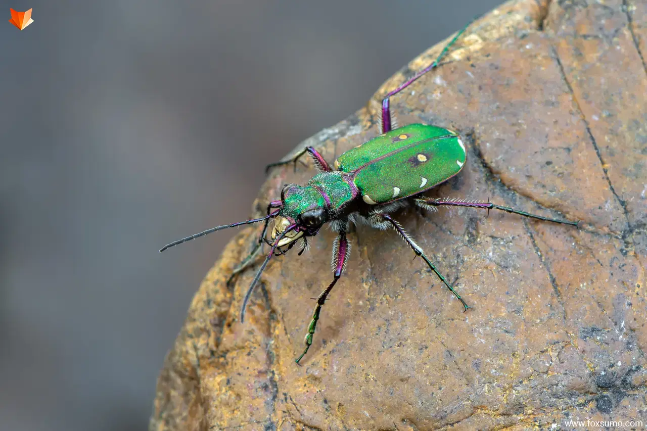 six spotted tiger beetle Weird Insects