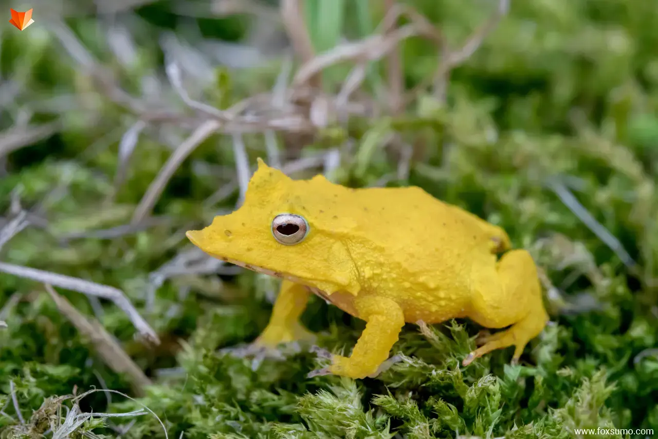 solomon islands leaf frog Weird Frogs