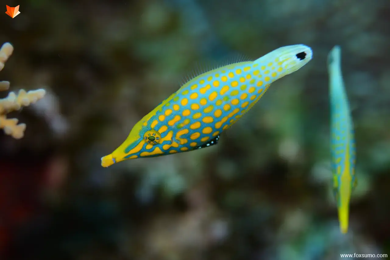 spotted Filefish 1