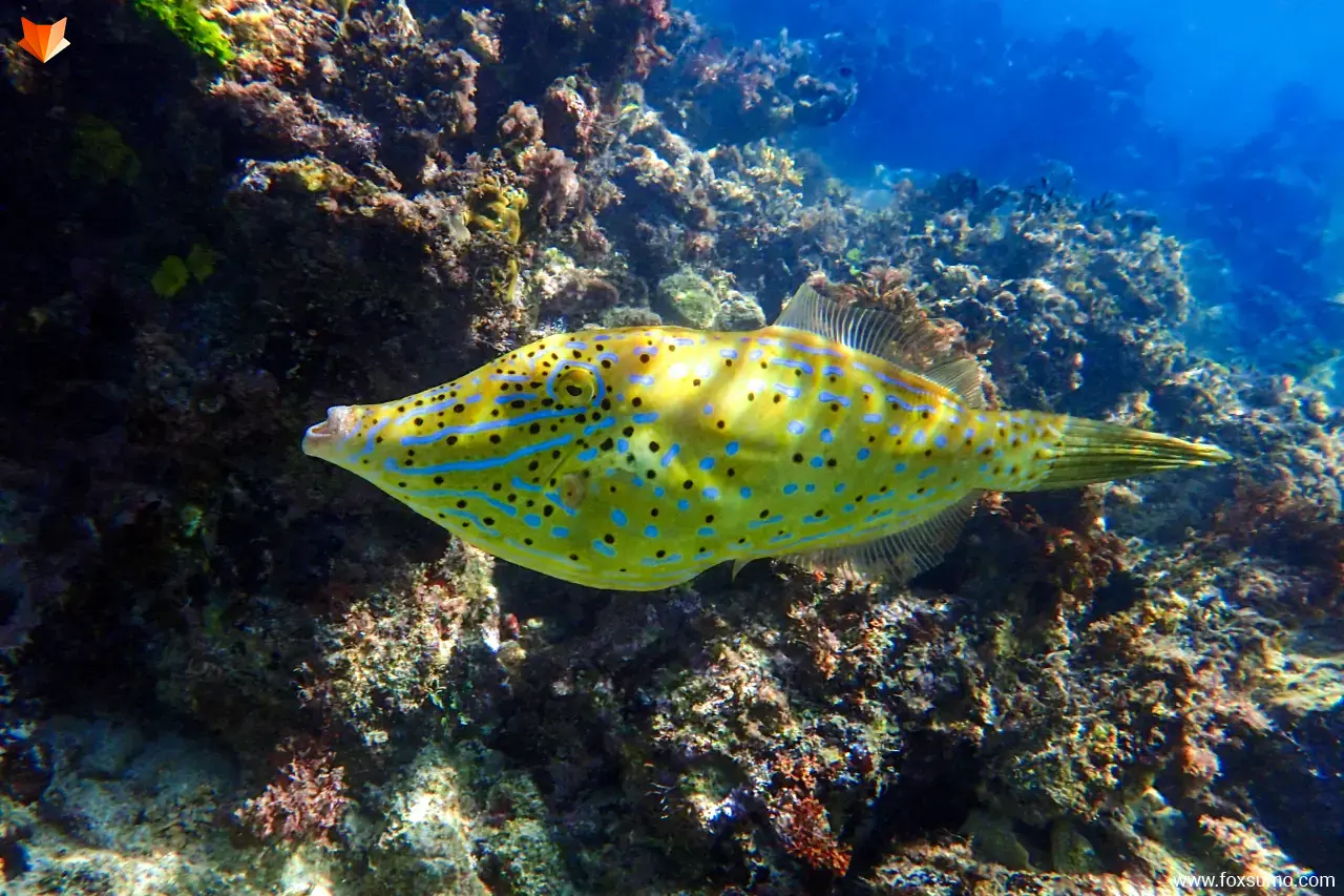 spotted Filefish 2