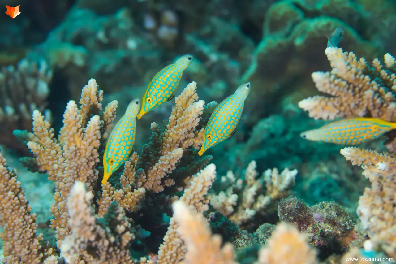 spotted Filefish 5