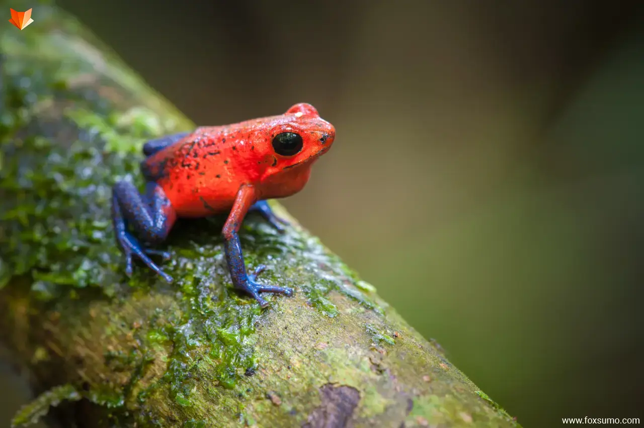 strawberry poison dart frog Weird Frogs