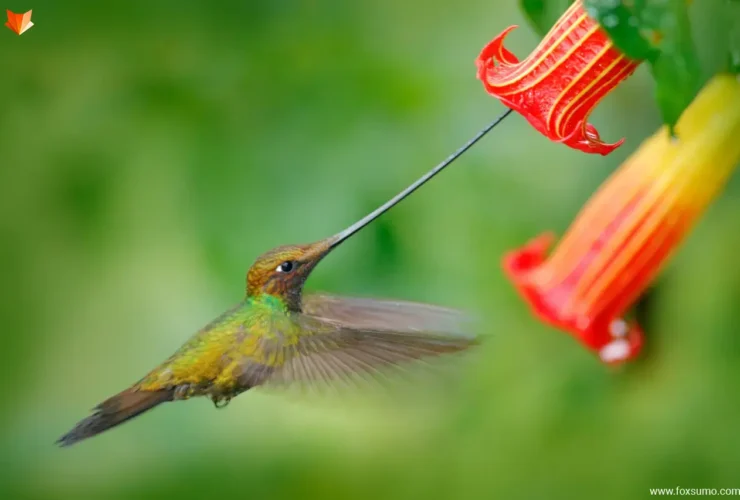 sword billed hummingbird 2