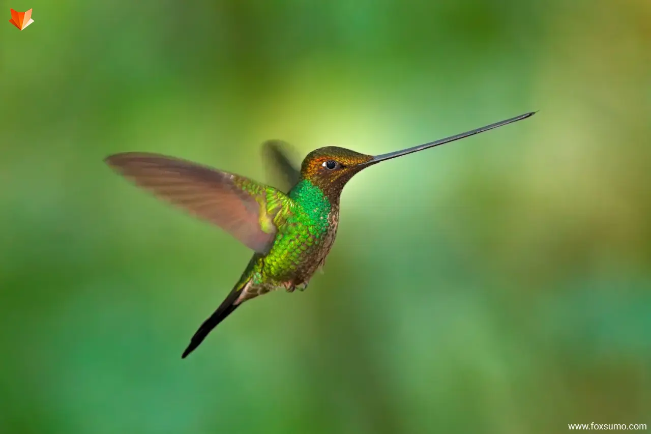 sword billed hummingbird 3