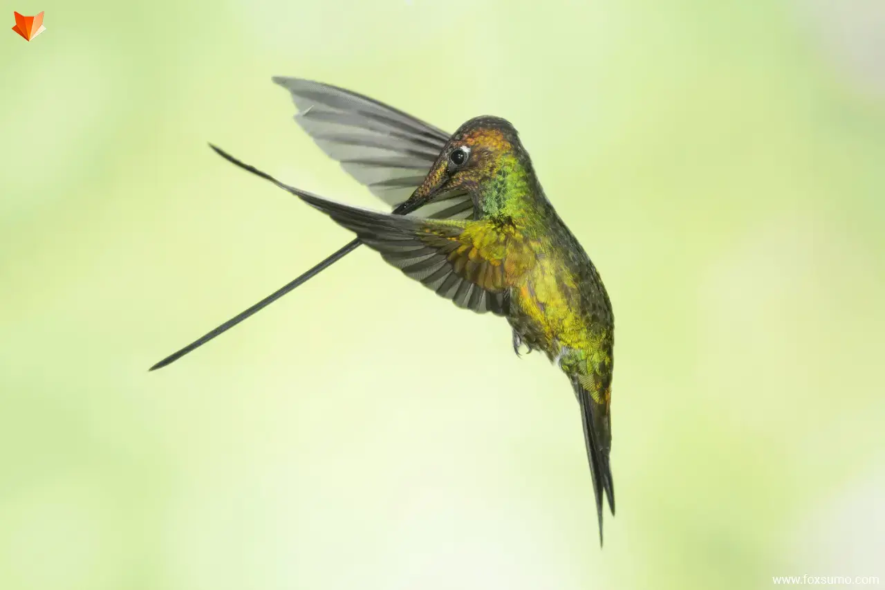 sword billed hummingbird 4