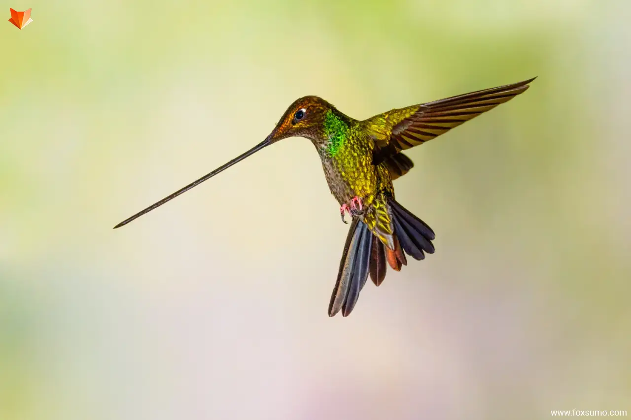 sword billed hummingbird 5